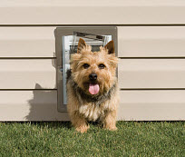 dog door installation